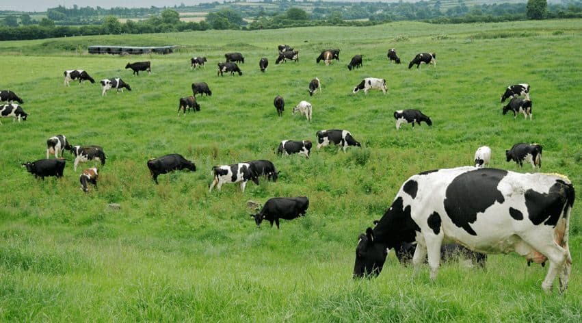 Chawla Dairy Farms cover