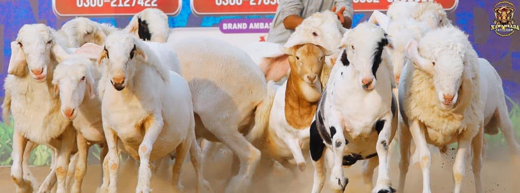 Nawabzada Cattle Farm cover