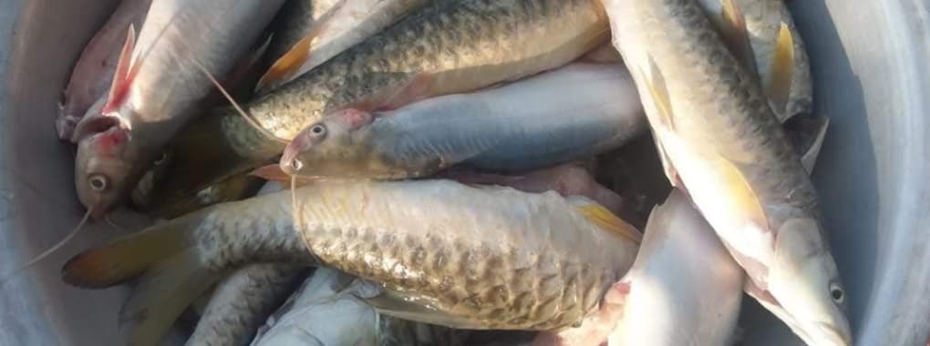 Pervaiz Khan Seafood cover