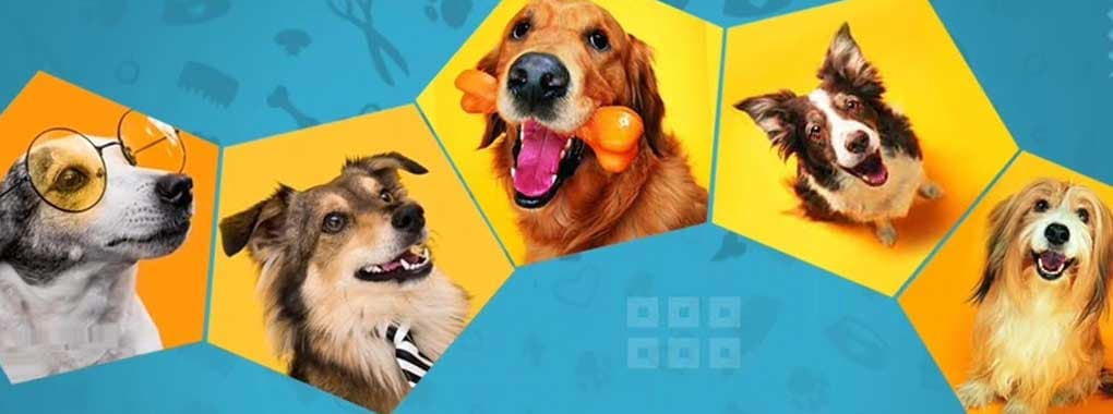 Petsworld.pk cover