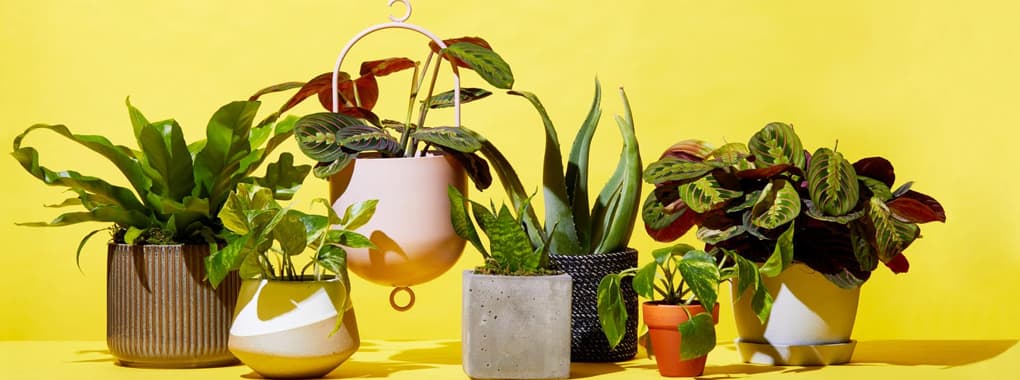 Plant Mart cover photo