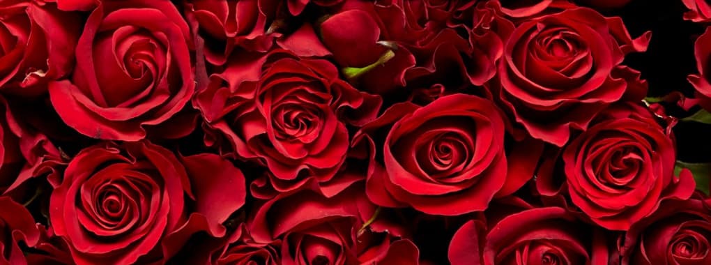 ProFlowers.pk  cover photo