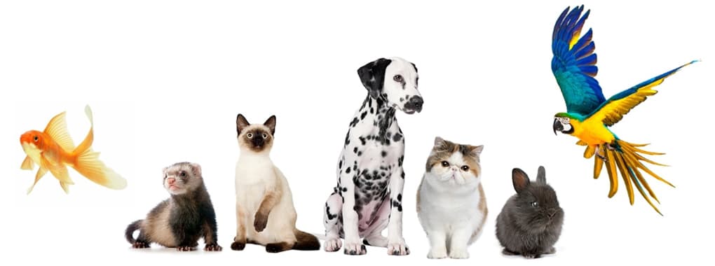 Royal Pets cover