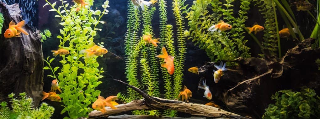 Fish Aquarium Centre cover