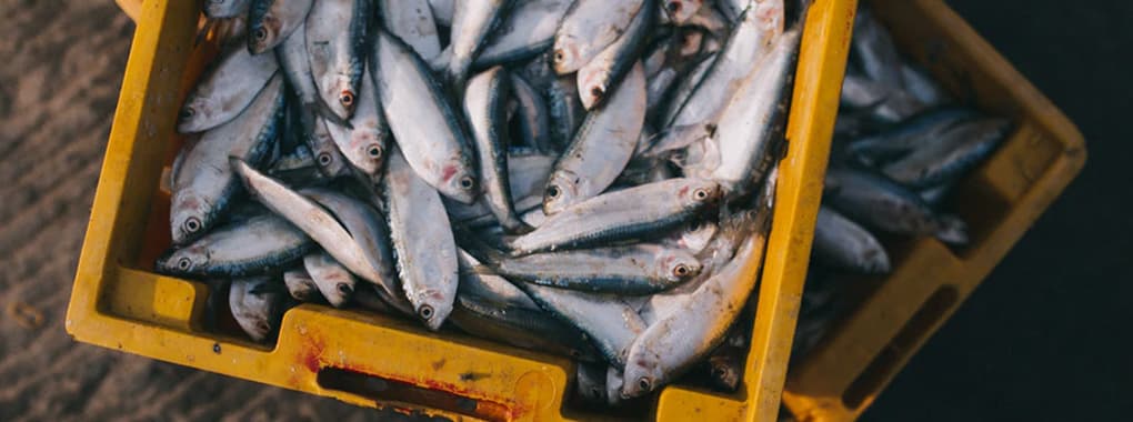 Al-Ghazi Sea Food cover
