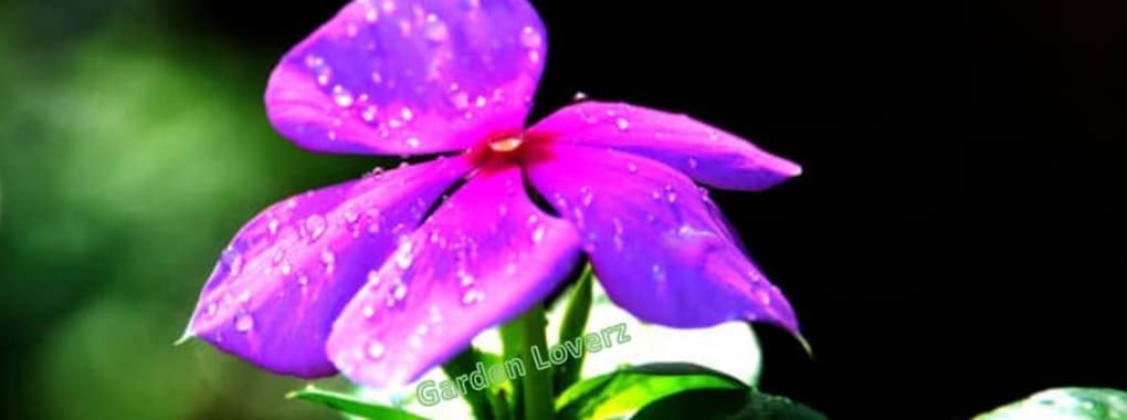 Garden Loverz cover