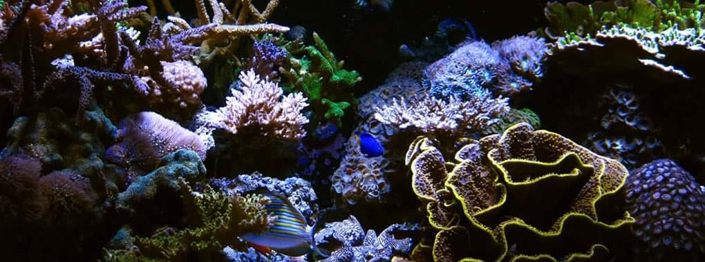 Marine World cover